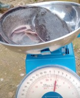 Catfish from Ghana